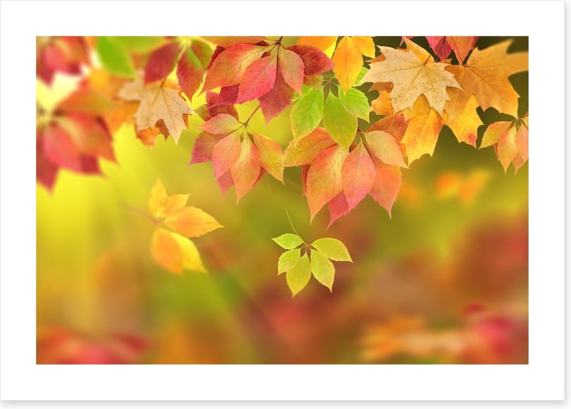 Fall