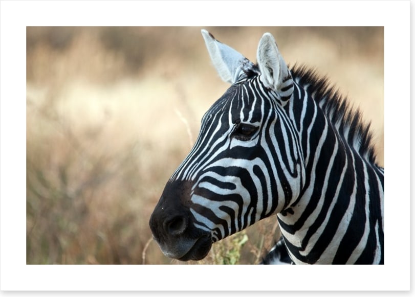 Zebra in Serengeti National Park