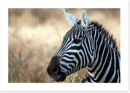 Zebra in Serengeti National Park