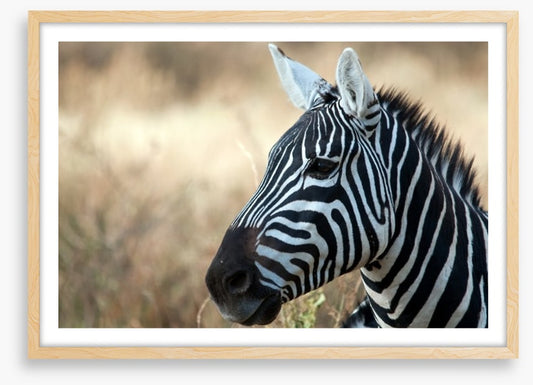 Zebra in Serengeti National Park
