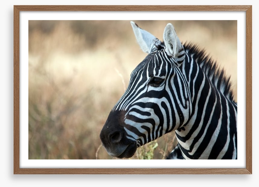 Zebra in Serengeti National Park