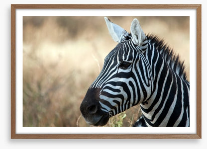 Zebra in Serengeti National Park