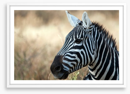 Zebra in Serengeti National Park