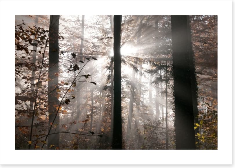Autumn forest sunbeam