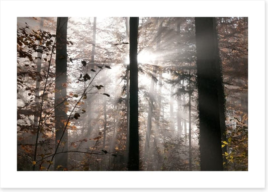 Autumn forest sunbeam