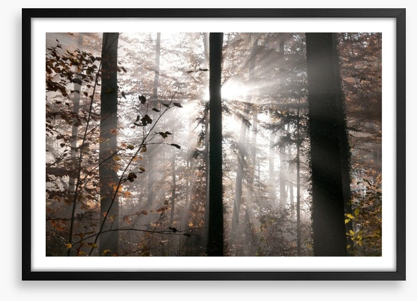 Autumn forest sunbeam