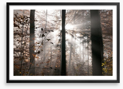 Autumn forest sunbeam