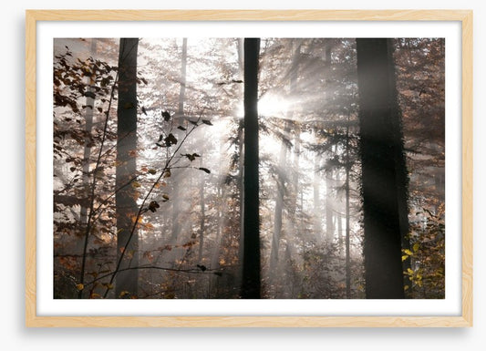 Autumn forest sunbeam