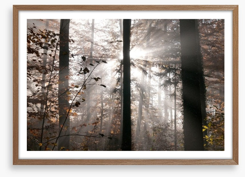 Autumn forest sunbeam