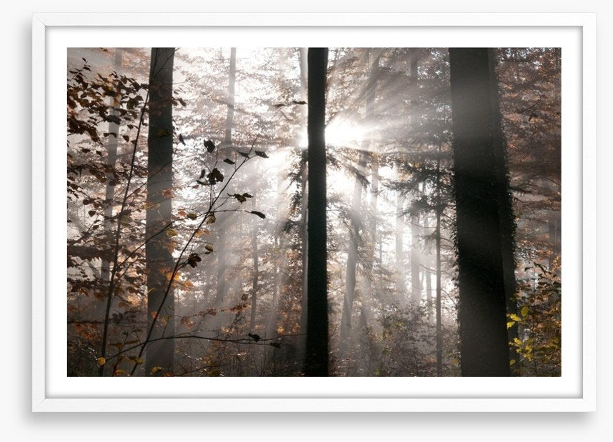 Autumn forest sunbeam