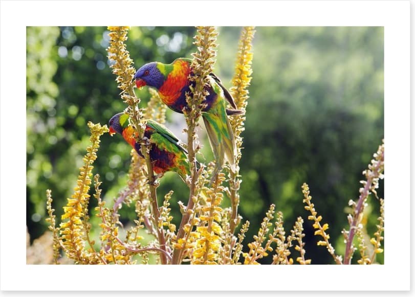 Rainbow lorikeet couple