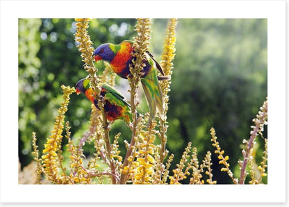 Rainbow lorikeet couple