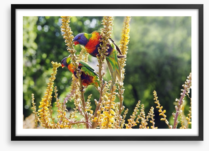 Rainbow lorikeet couple