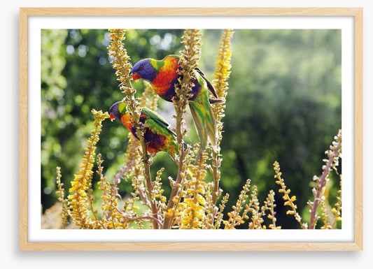 Rainbow lorikeet couple
