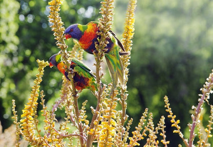 Rainbow lorikeet couple