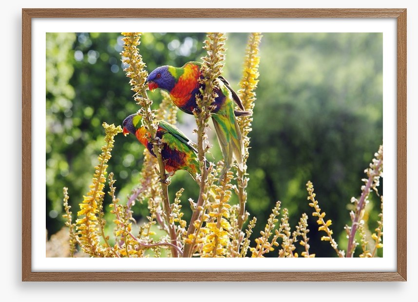 Rainbow lorikeet couple