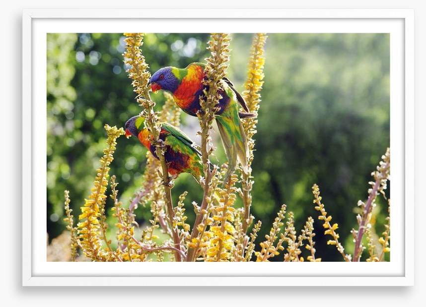 Rainbow lorikeet couple