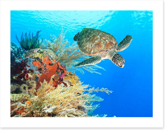 Turtle in the coral