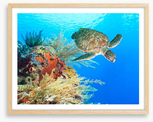 Turtle in the coral