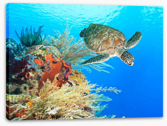 Turtle in the coral