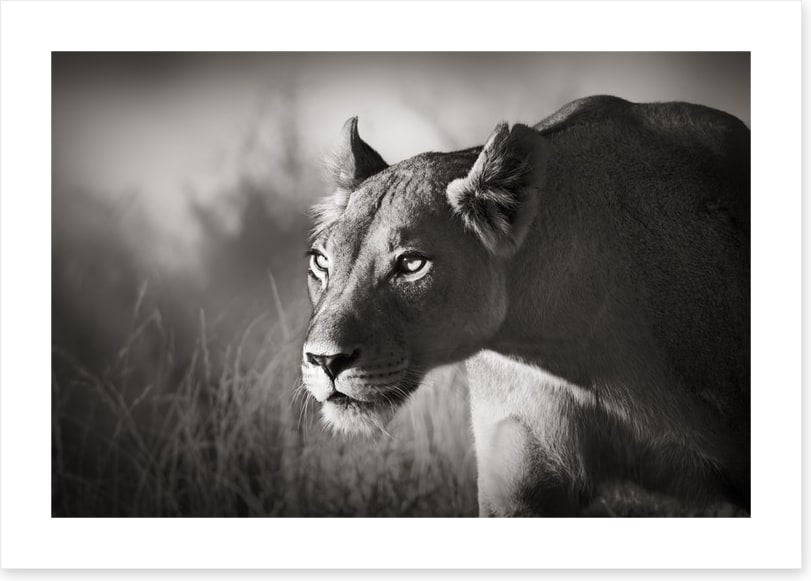 Stalking lioness