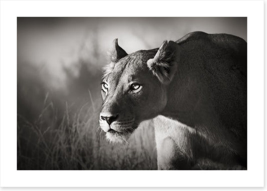 Stalking lioness