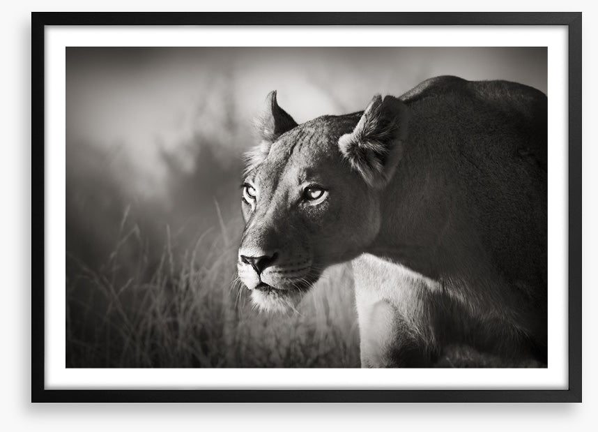 Stalking lioness