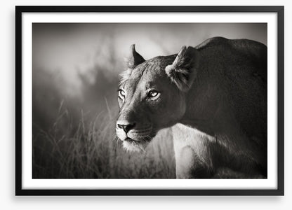 Stalking lioness