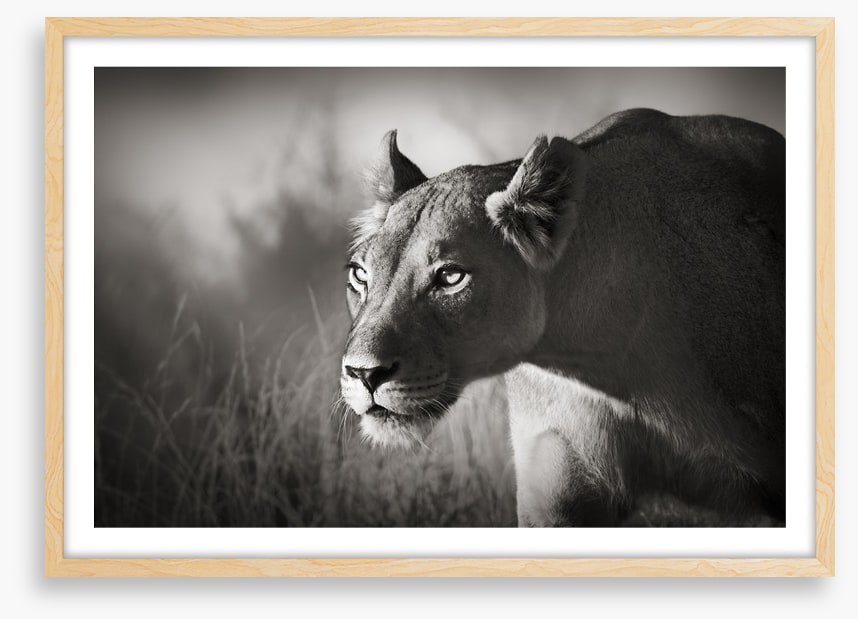 Stalking lioness