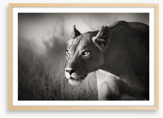 Stalking lioness