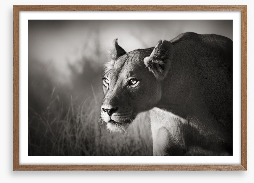 Stalking lioness