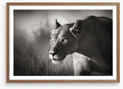Stalking lioness