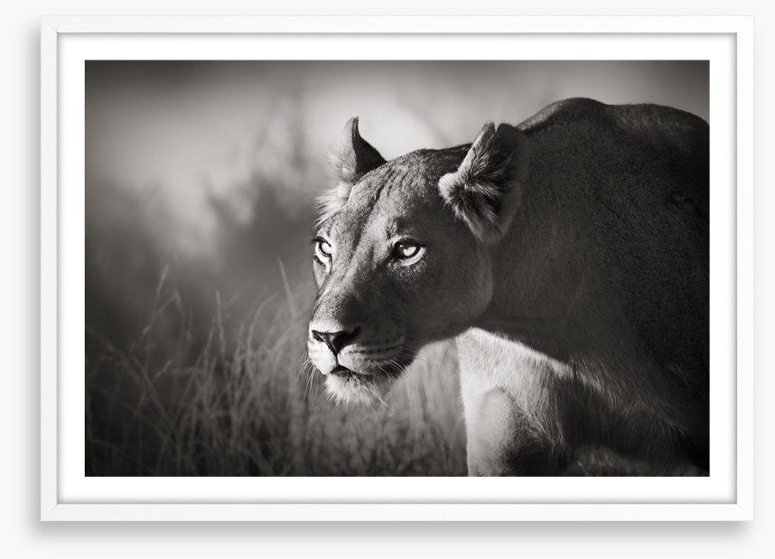 Stalking lioness