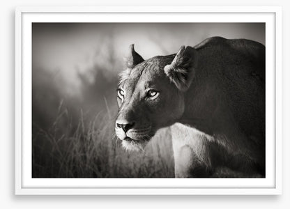 Stalking lioness