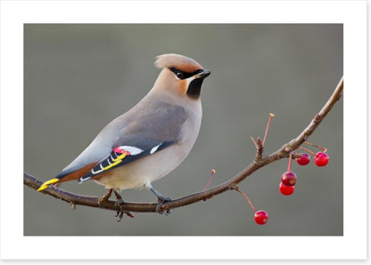 Bohemian waxwing