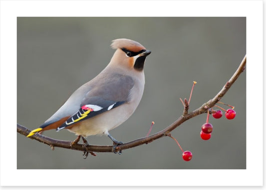 Bohemian waxwing