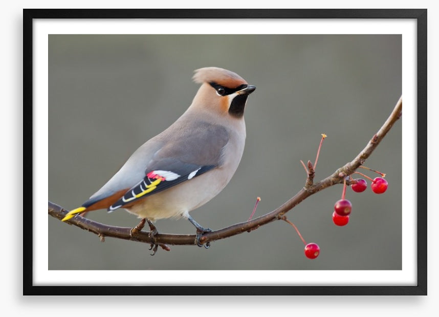 Bohemian waxwing