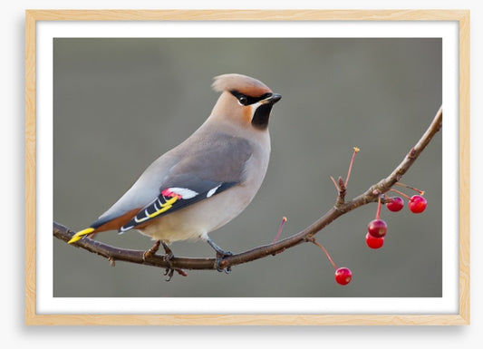 Bohemian waxwing