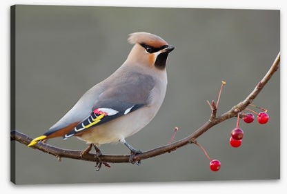 Bohemian waxwing