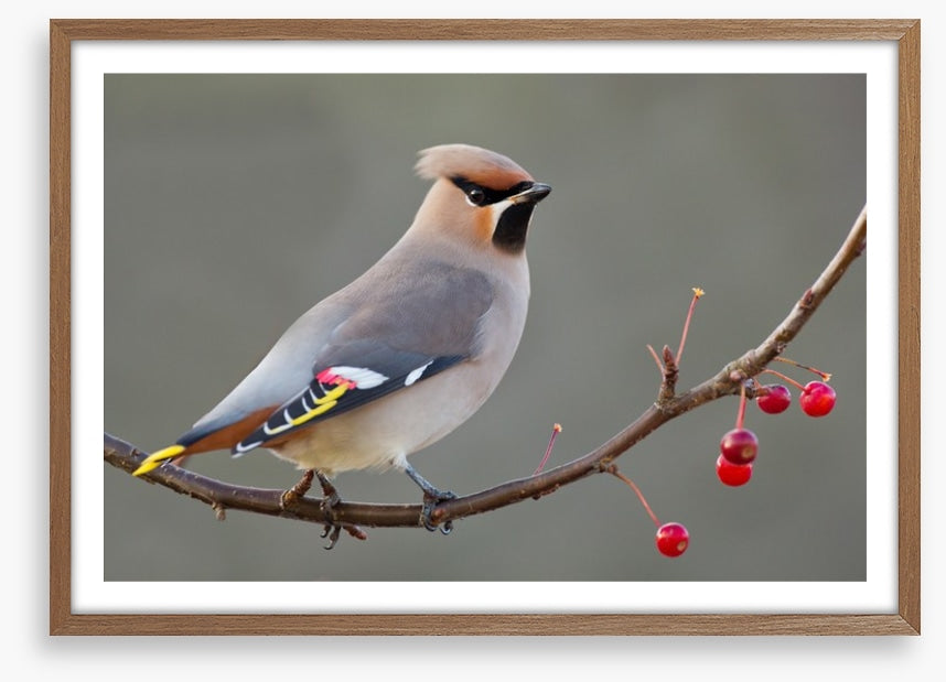 Bohemian waxwing