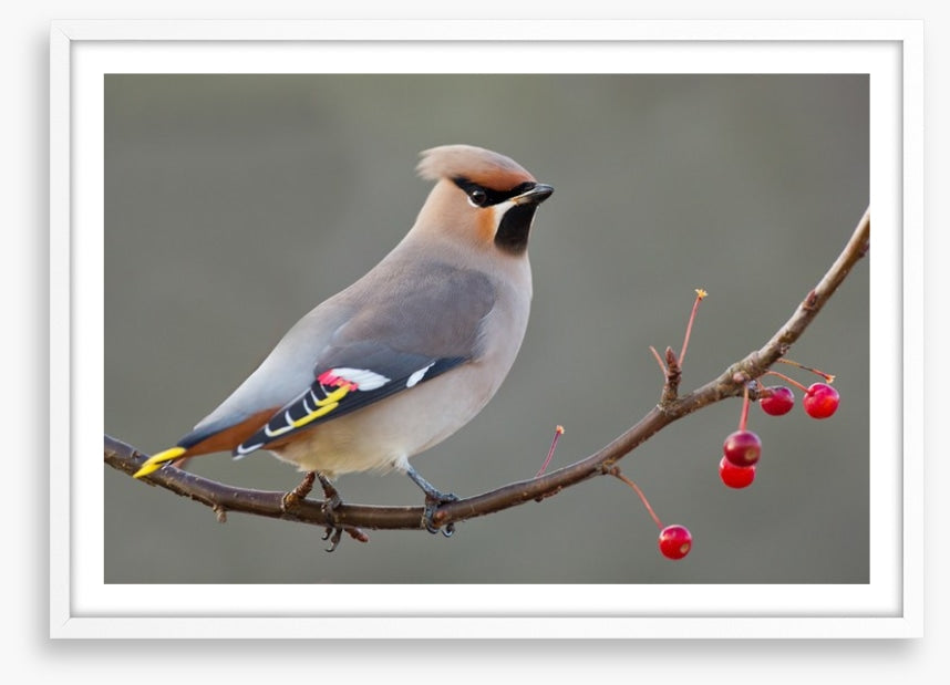 Bohemian waxwing