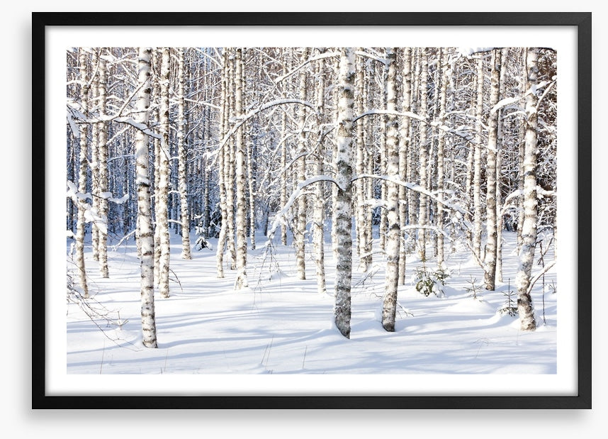 Forests