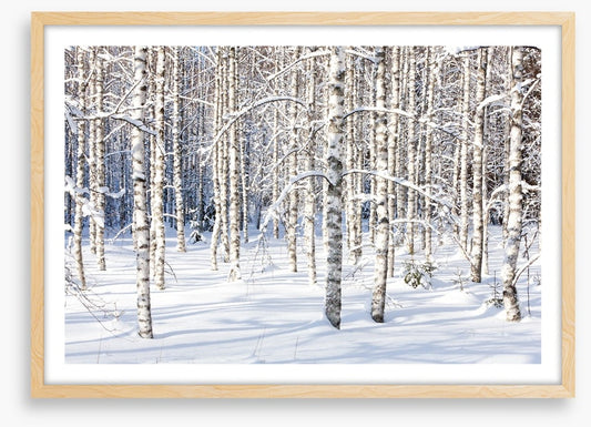 Forests