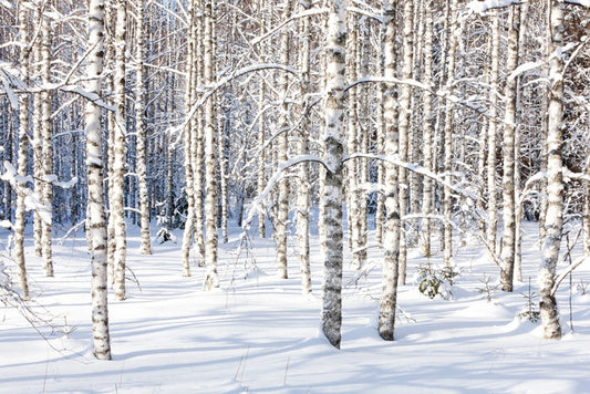 Forests