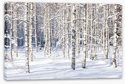 Forests