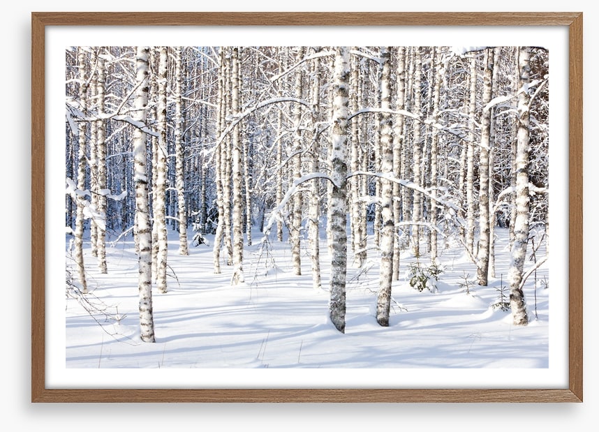 Forests
