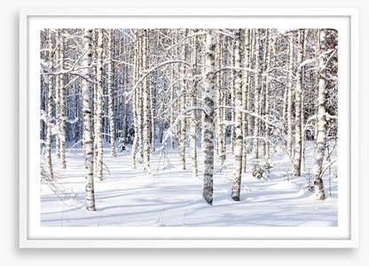 Forests