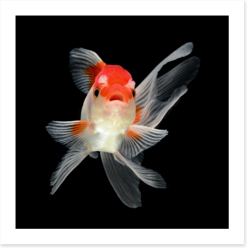 Fish / Aquatic
