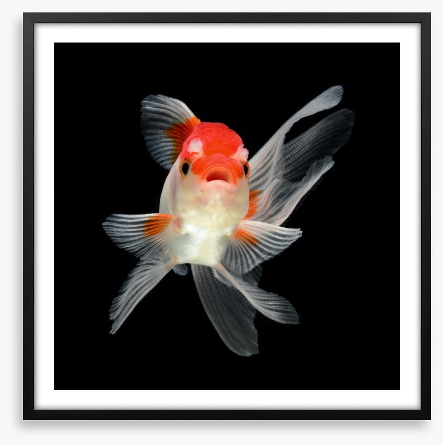 Fish / Aquatic