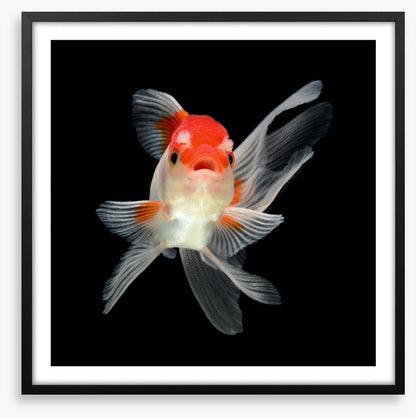Fish / Aquatic